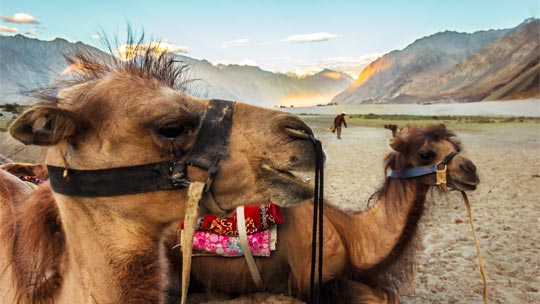 Camel Safari in Nubra Valley